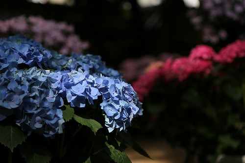 紫陽花祭17