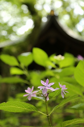 紫陽花祭32
