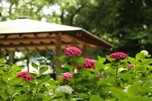 紫陽花祭18