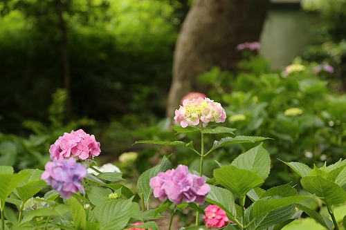 紫陽花祭19