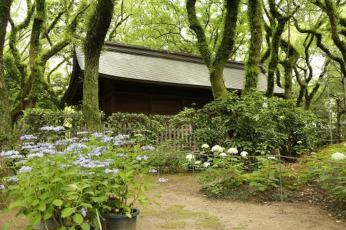 紫陽花祭20