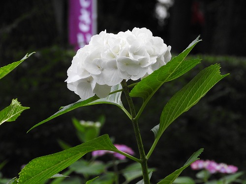 紫陽花祭22