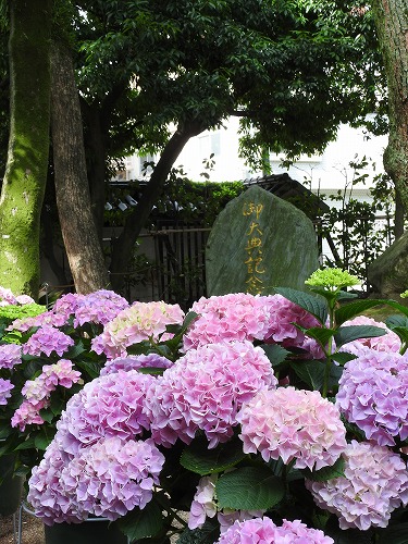 紫陽花祭29