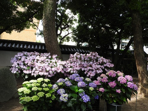 紫陽花祭25