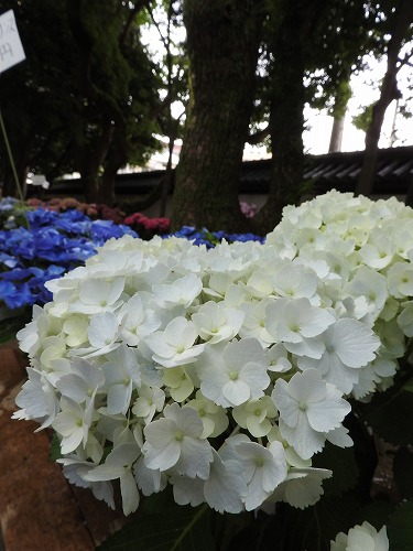 紫陽花祭30