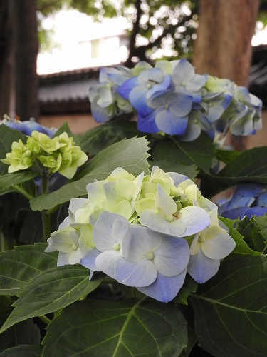 紫陽花祭31