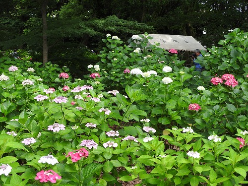 紫陽花祭3