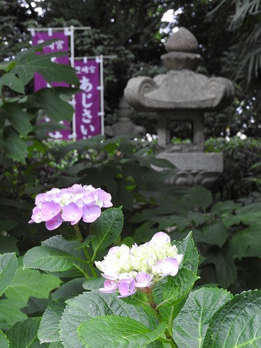 紫陽花祭28
