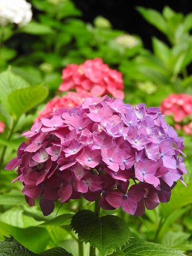 紫陽花祭27