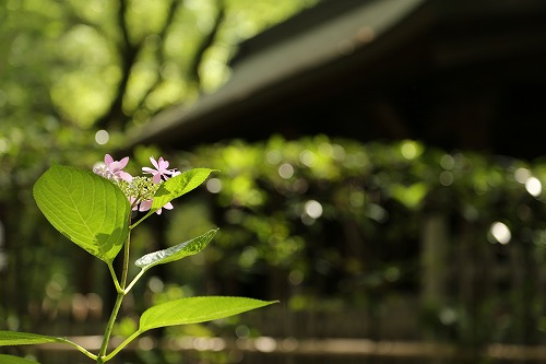 額紫陽花30
