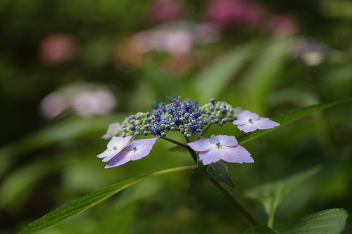 額紫陽花1