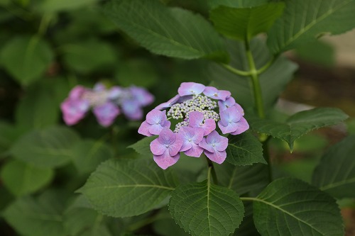 額紫陽花2