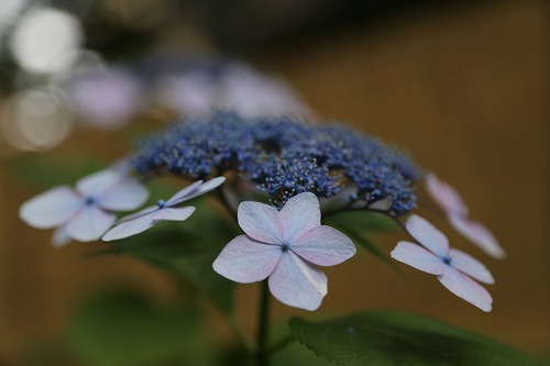 額紫陽花3