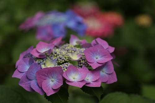 額紫陽花4