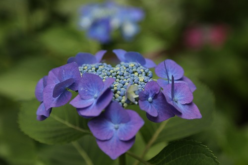 額紫陽花5