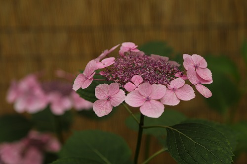 額紫陽花6