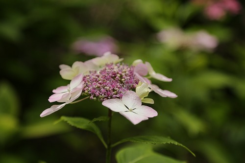 額紫陽花7