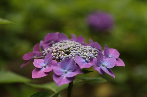 額紫陽花8