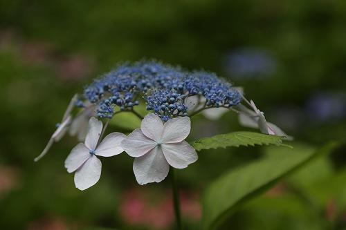額紫陽花9