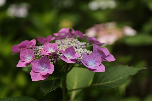 額紫陽花10