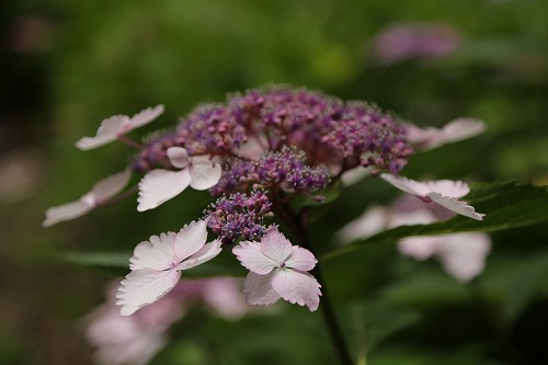 額紫陽花11