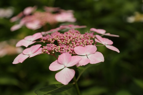 額紫陽花12