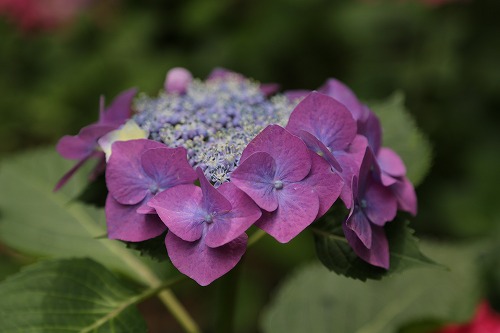 額紫陽花13