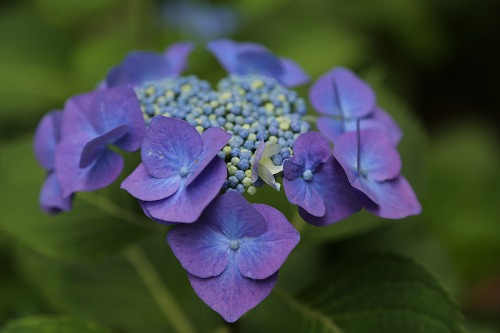 額紫陽花14