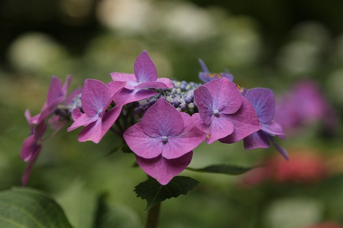 額紫陽花15