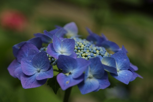 額紫陽花16