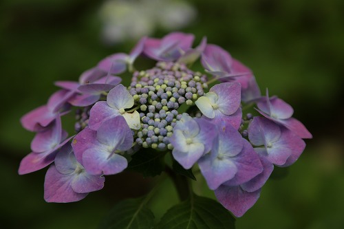 額紫陽花17