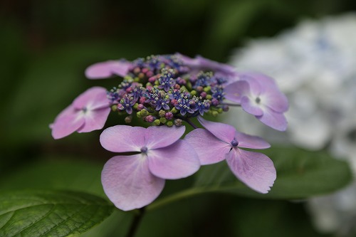 額紫陽花18