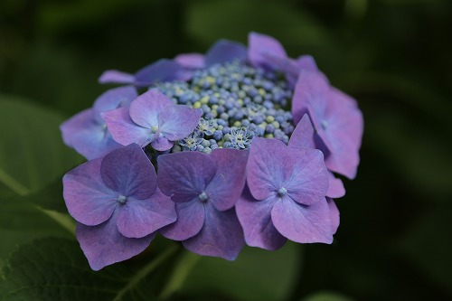 額紫陽花19