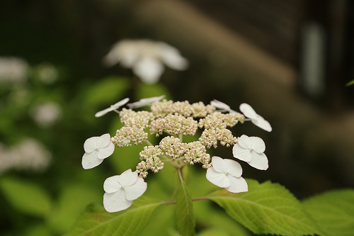 額紫陽花20