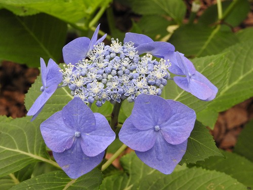 額紫陽花21