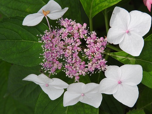 額紫陽花22