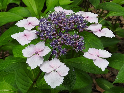 額紫陽花23