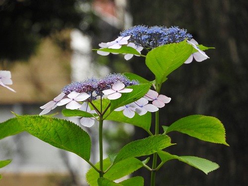 額紫陽花24