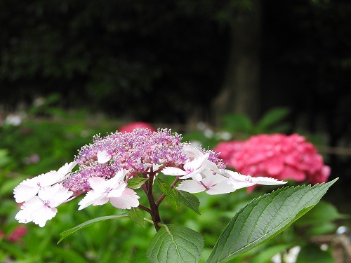 額紫陽花25