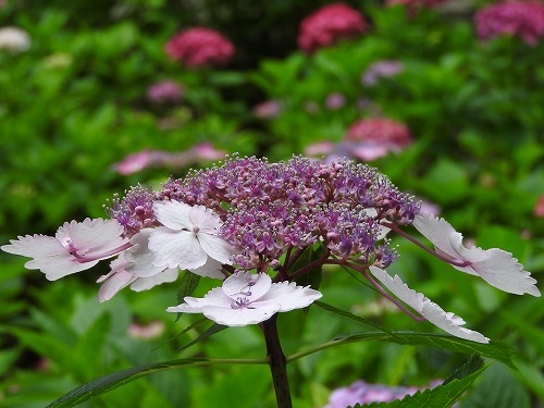 額紫陽花26