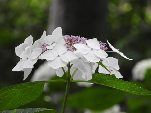 額紫陽花27