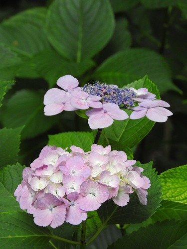 額紫陽花36