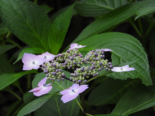 額紫陽花28