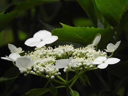 額紫陽花29