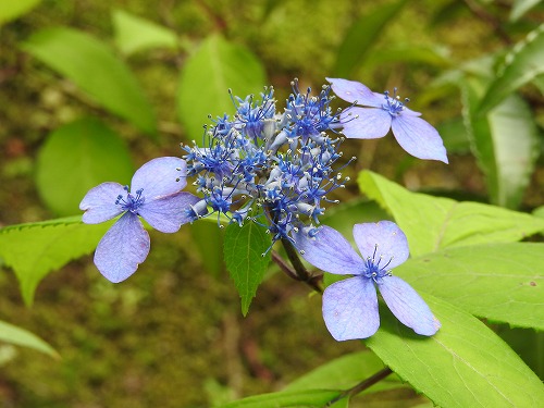 額紫陽花33