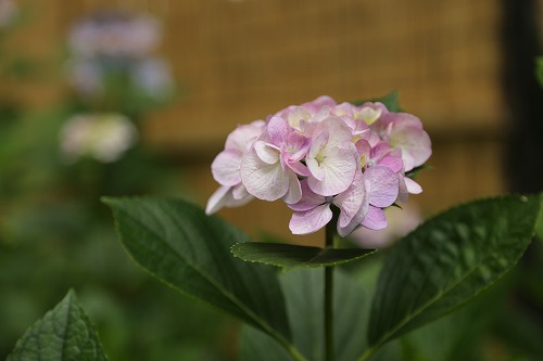 あじさい苑7