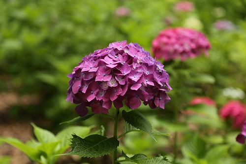 あじさい苑8