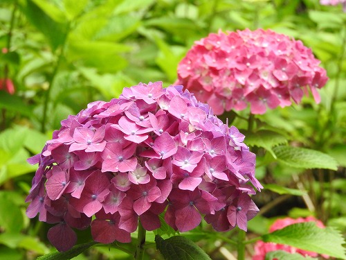 あじさい苑37