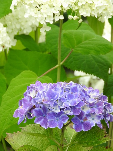 あじさい苑22