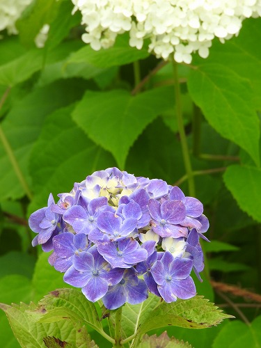 あじさい苑23